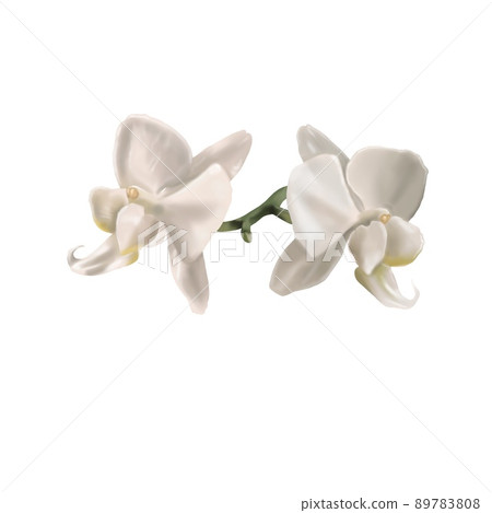 watercolor white orchid. Phalaenopsis is a realistic tropical flower. isolated illustration 89783808