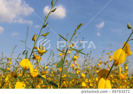 Sunn Hemp flowers bunches and sky Sunn Hemp flowers bunches and sky 89783872
