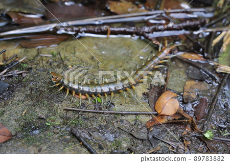 禦門龍人 禦門龍人 89783882