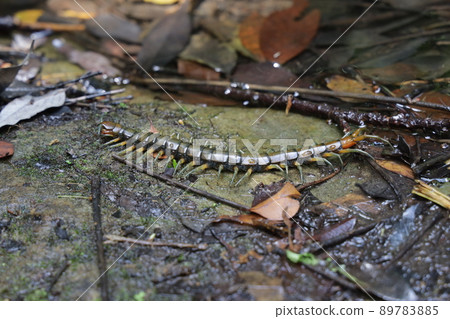 Ryujin Omukade Ryujin Omukade 89783885