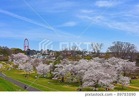 Cherry blossoms and trains 89783890