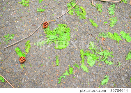 松果人行道 89784644