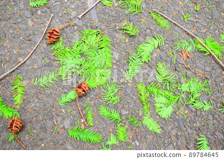 松果人行道 89784645