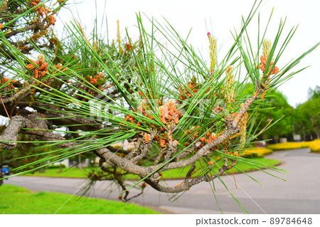 Pine tree Pine tree 89784648