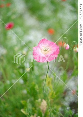 Konosu Poppy Festival A cute poppy flower that shines in the baby's-breath Konosu Poppy Festival A cute poppy flower that shines in the baby's-breath 89784774