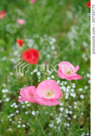 Konosu Poppy Festival A cute poppy flower that shines in the baby's-breath Konosu Poppy Festival A cute poppy flower that shines in the baby's-breath 89784775