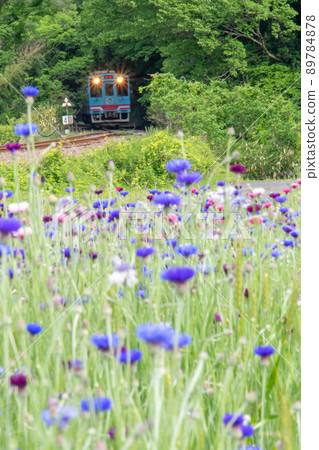 The Tarumi Railway train that has passed through the fresh green tunnel 89784878