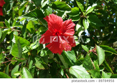 在沖繩拍攝的芙蓉 89784958