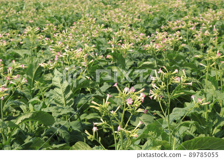 Tobacco farmer's field in Okinawa 89785055