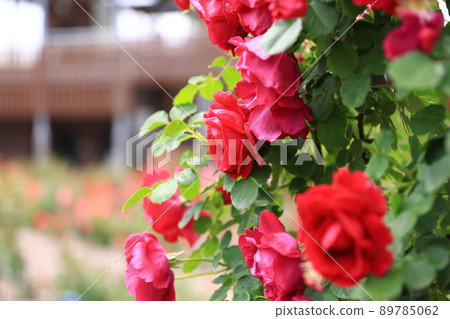 盛開的玫瑰花 盛開的玫瑰花 89785062