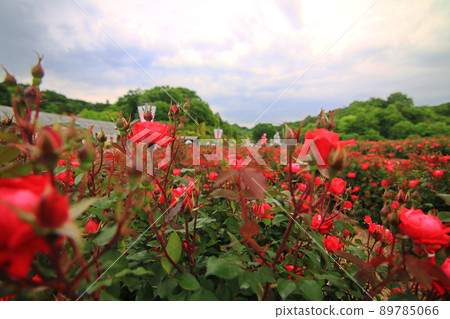 Blooming rose flowers 89785066