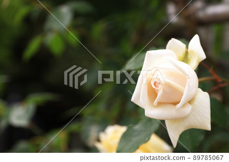 盛開的玫瑰花 89785067
