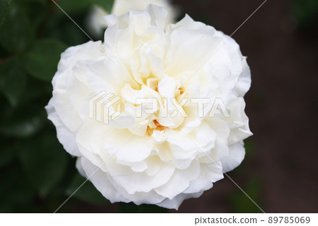 Blooming rose flowers Blooming rose flowers 89785069