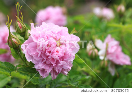 盛開的玫瑰花 89785075