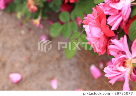 盛開的玫瑰花 89785077