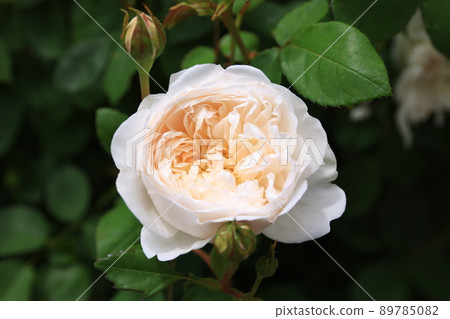 盛開的玫瑰花 89785082