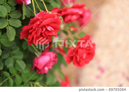 盛開的玫瑰花 89785084