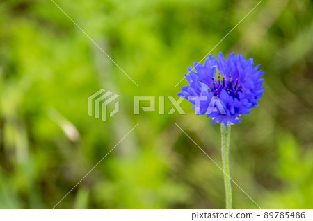 Fresh green background emerging cornflower Fresh green background emerging cornflower 89785486