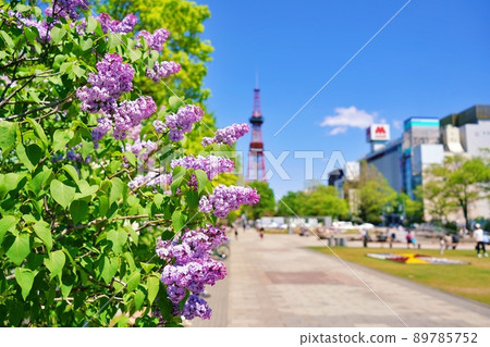 札幌市大通公園的丁香 89785752