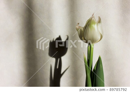 Hydroponics of tulips ◦. .. .. Hydroponics of tulips ○ ◦. .. .. 89785792