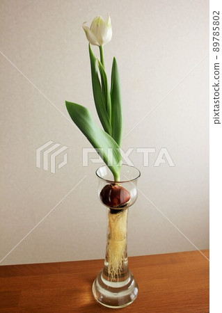 Hydroponics of tulips ◦. .. .. Hydroponics of tulips ○ ◦. .. .. 89785802