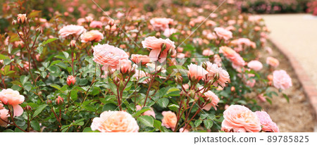 散發著玫瑰香味的玫瑰園 散發著玫瑰香味的玫瑰園 89785825