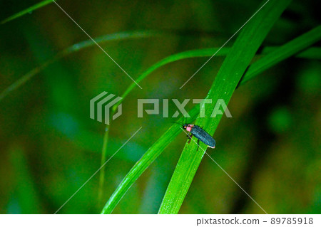 Torikawa Firefly Village where the light of fireflies dances 89785918