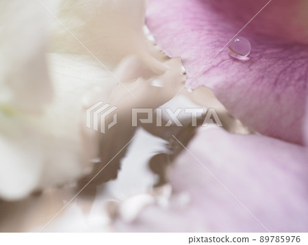 Water droplets on the petals of white and purple roses floating in the tray 89785976