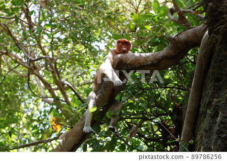 Proboscis monkey in Bako National Park, Kuching, Sarawak, Borneo, Malaysia 89786256