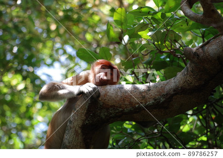 馬來西亞婆羅洲古晉沙撈越巴科國家公園的長鼻猴 89786257