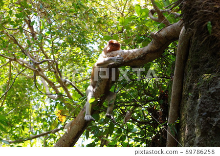 馬來西亞婆羅洲古晉沙撈越巴科國家公園的長鼻猴 馬來西亞婆羅洲古晉沙撈越巴科國家公園的長鼻猴 89786258