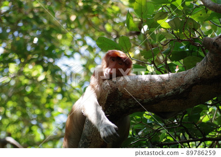 Proboscis monkey in Bako National Park, Kuching, Sarawak, Borneo, Malaysia 89786259