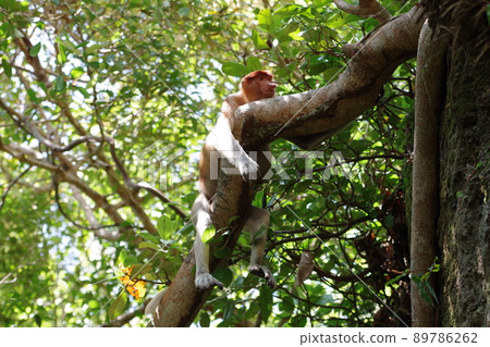 Proboscis monkey in Bako National Park, Kuching, Sarawak, Borneo, Malaysia 89786262