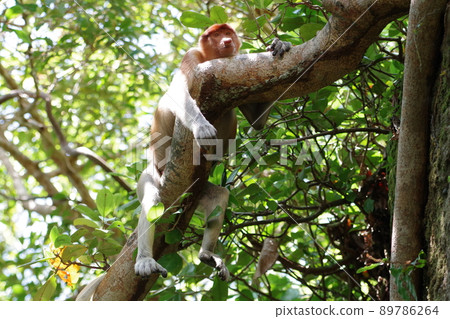 馬來西亞婆羅洲古晉沙撈越巴科國家公園的長鼻猴 馬來西亞婆羅洲古晉沙撈越巴科國家公園的長鼻猴 89786264