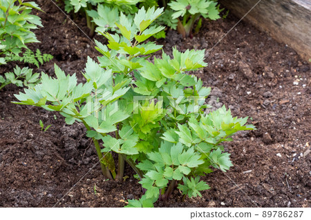 Spices and Herbs, Lovage plant (Levisticum officinale) growing in the garden. Spices and Herbs, Lovage plant (Levisticum officinale) growing in the garden. 89786287