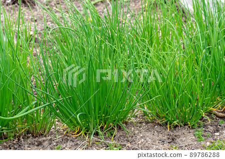 Chives or Allium Schoenoprasum. Chives is an edible herb for use in the kitchen. Chives or Allium Schoenoprasum. Chives is an edible herb for use in the kitchen. 89786288