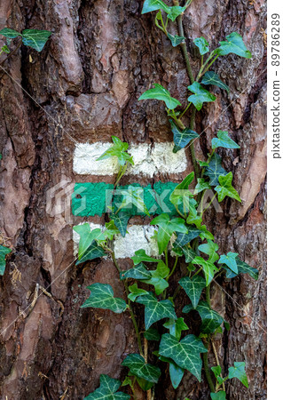 Bark of Alder (Alnus glutinosa) partly covered by Ivy (Hedera helix) and tourist sign. 89786289