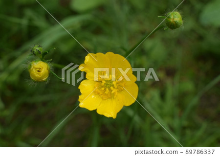 Close up of a yellow Meadow Buttercup flower. Also known as a Common, Giant, and Tall Buttercup. 89786337