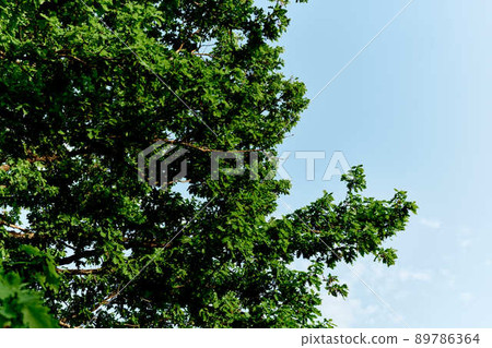 Spring blooms of nature, green young leaves of a tree against a blue sunny sky 89786364