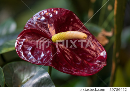 Anthurium Black Queen Flower Anthurium Black Queen Flower 89786432