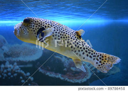 Yellow Blackspotted Puffer Or Dog-faced Puffer Fish 89786458