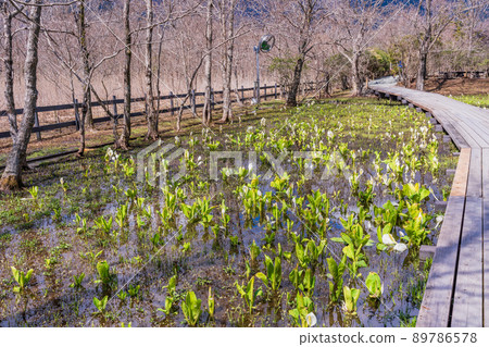 (Kanagawa Prefecture) Hakone Botanical Garden Mizubasho 89786578
