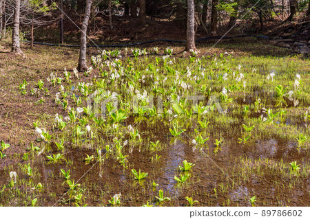 (Kanagawa Prefecture) Hakone Botanical Garden Mizubasho (Kanagawa Prefecture) Hakone Botanical Garden Mizubasho 89786602