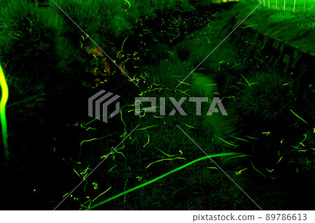 Torikawa Firefly Village where the light of fireflies dances 89786613