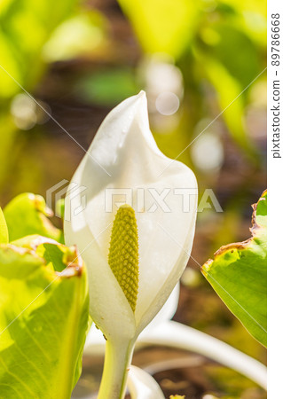 （神奈川縣）箱根植物園瑞穗町 89786668