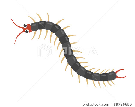 Centipede illustration 89786699