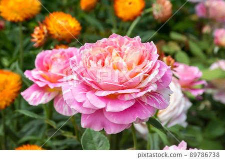 Blooming roses 89786738