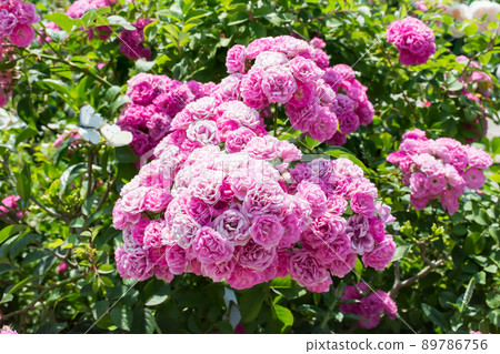 Blooming roses 89786756