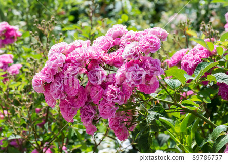 Blooming roses 89786757