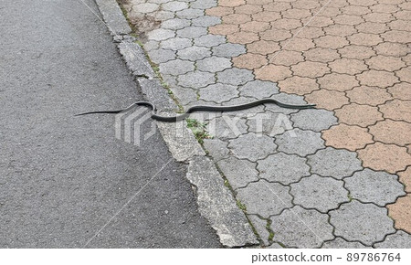 Wild snake through the road 89786764
